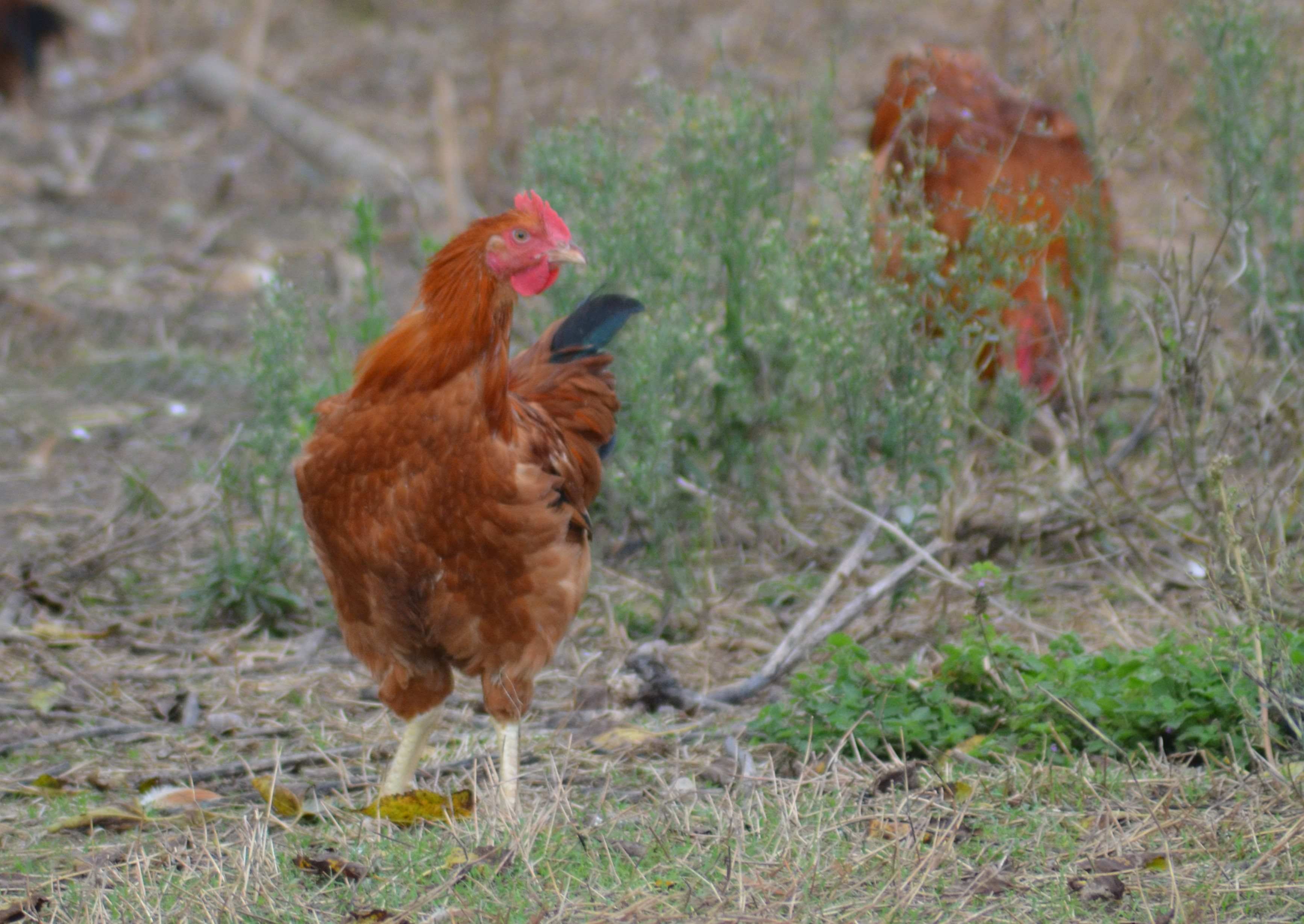 No s'ha trobat l'arxiu